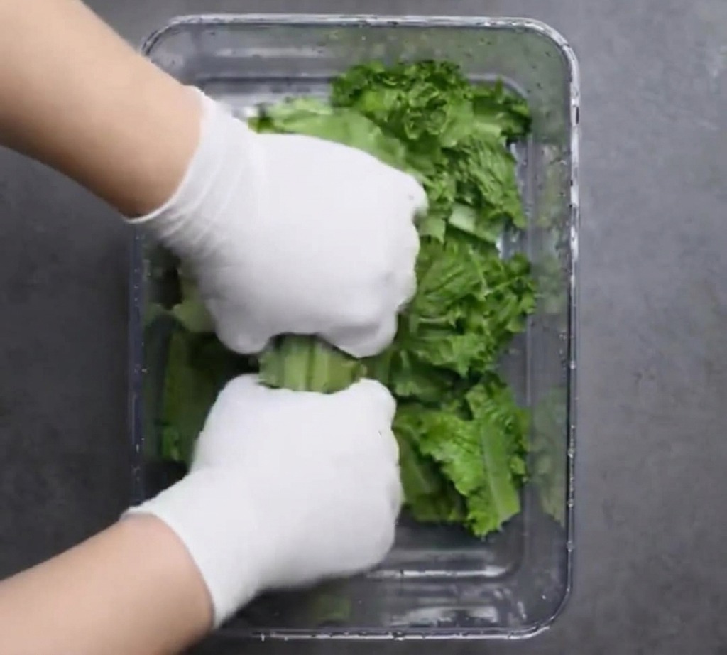 Mains gantées déchirant des feuilles de laitue verte fraîche dans un grand récipient transparent.