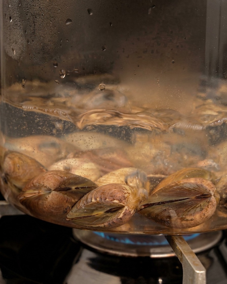 Palourdes en cours douverture dans leau bouillante dune casserole en verre.