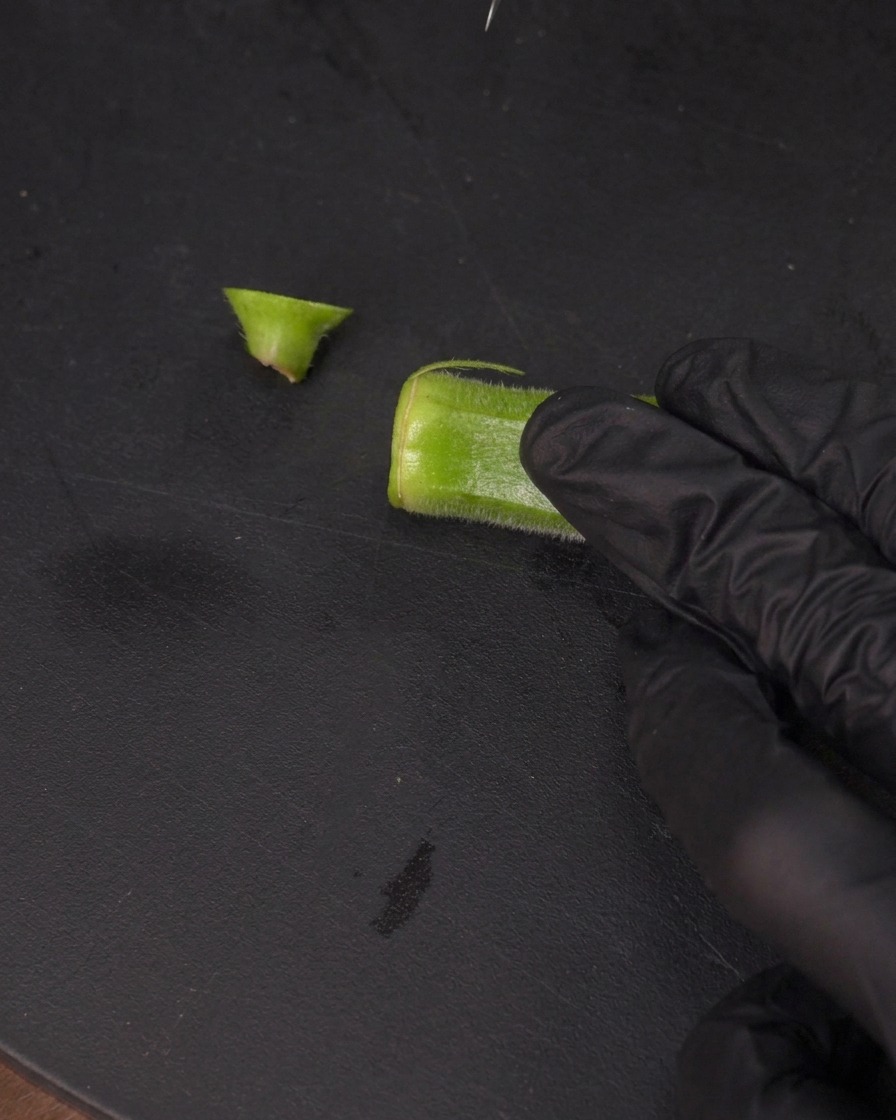 Une main gantée utilisant un petit couteau pour découper une fine lanière sur la longueur dun gombo.