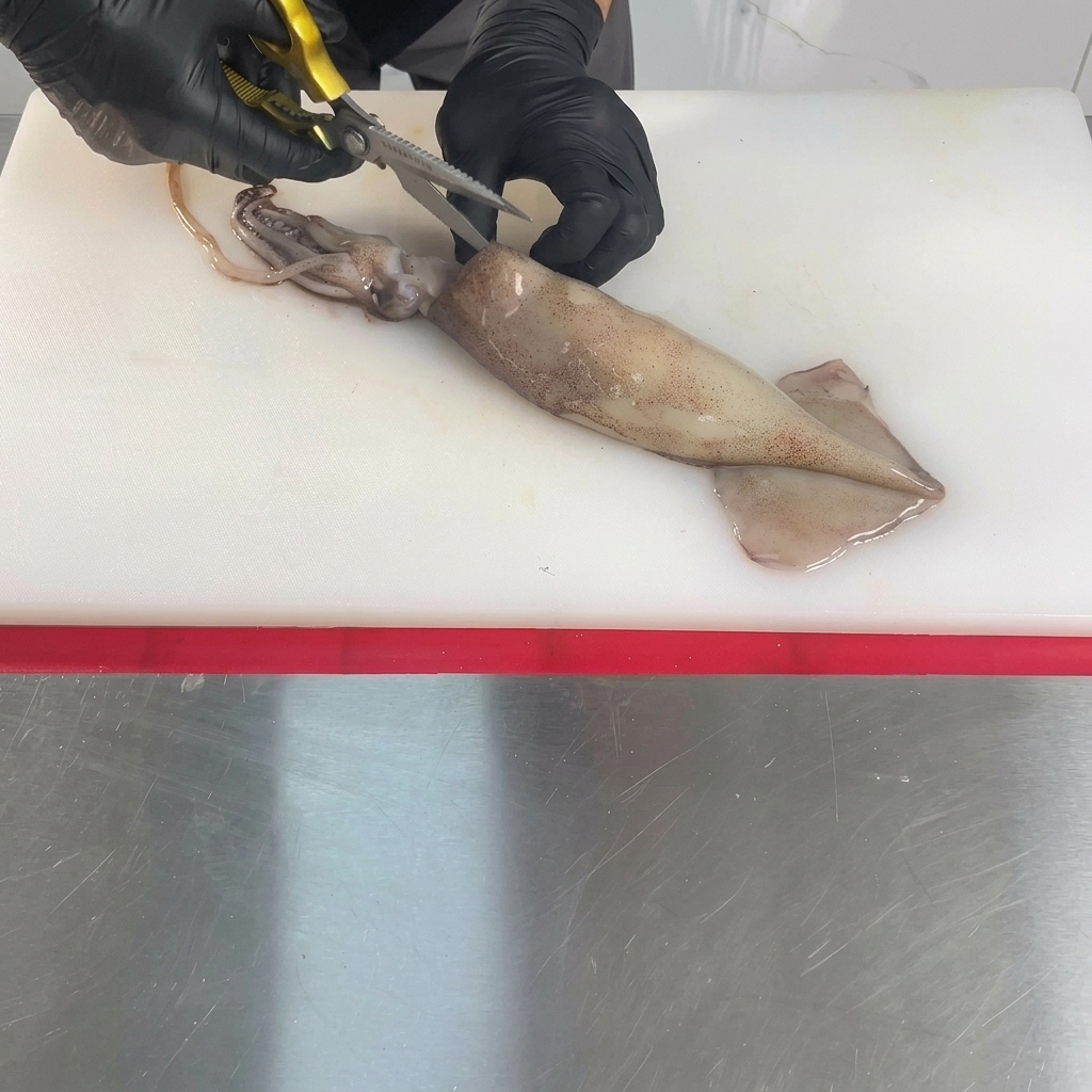 Un calamar entier cru posé sur une planche à découper blanche est ouvert en deux dans le sens de la longueur avec des ciseaux de cuisine tenus par des mains gantées.