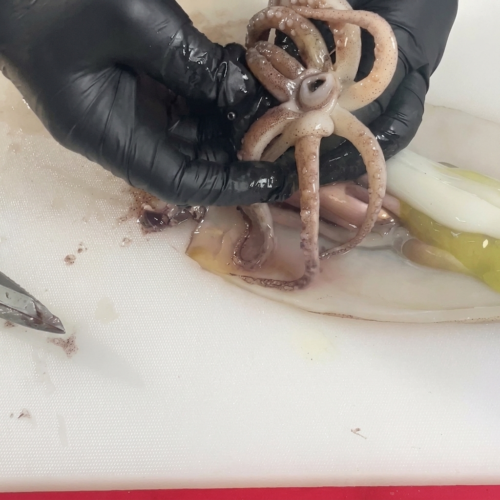 Des mains gantées écartant les tentacules de calamar cru pour extraire la bouche dure située au centre.