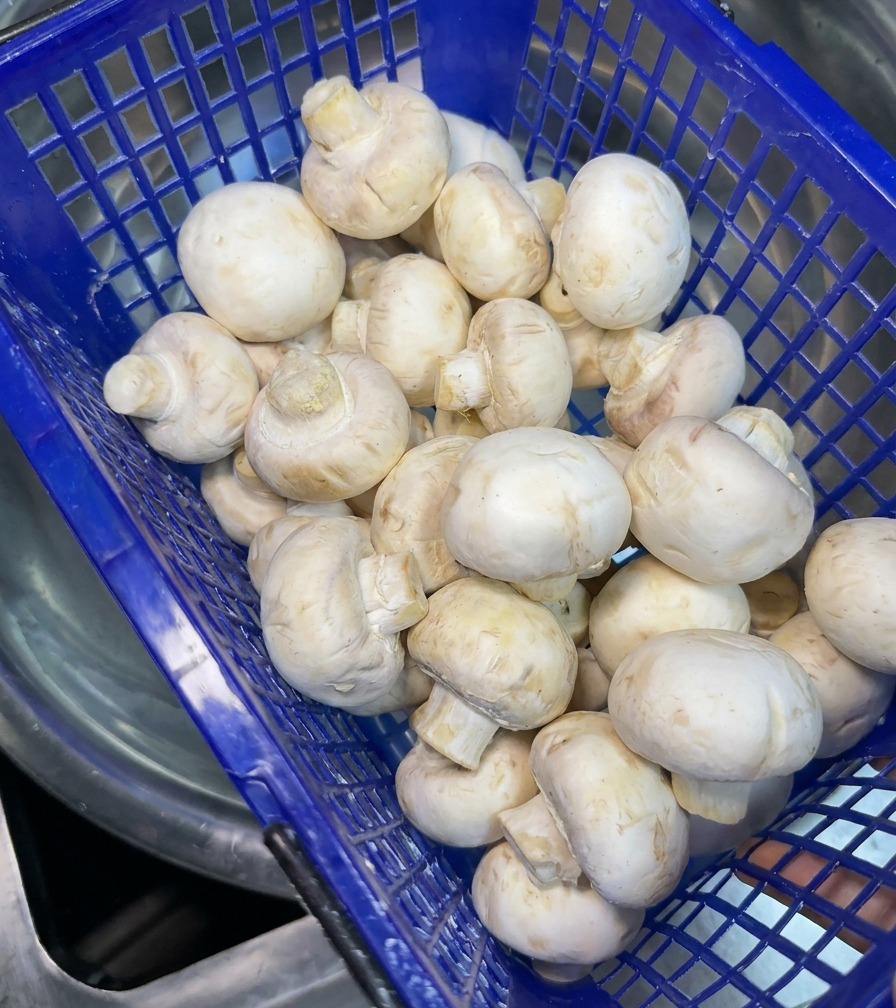 Un panier en plastique bleu rempli de champignons de Paris blancs frais en cours de préparation pour le lavage.
