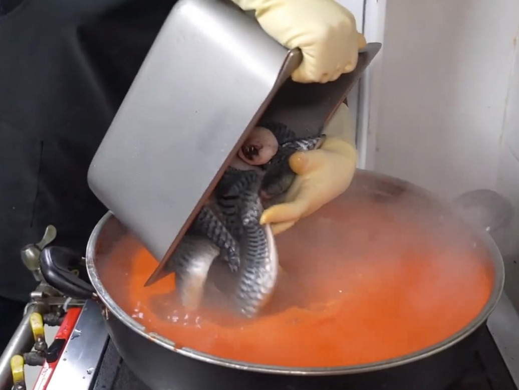 Des morceaux de maquereau étant délicatement déposés dans une casserole de bouillon épicé rouge bouillonnant.