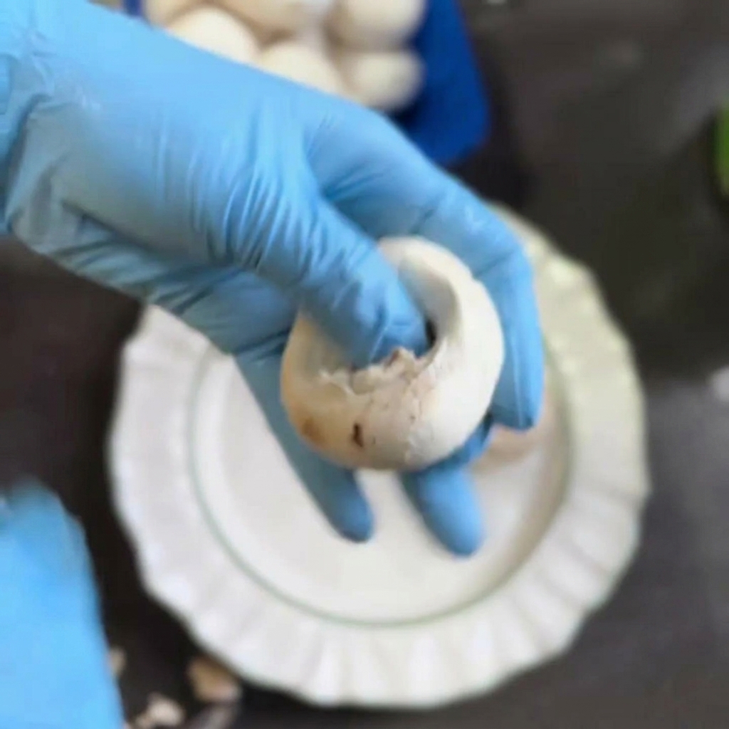 Une main gantée de bleu retirant le pied dun champignon de Paris blanc.