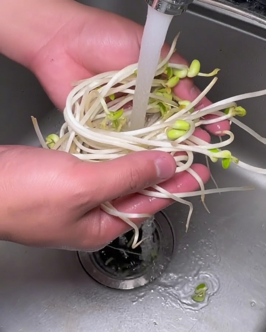 Pousses de soja fraîches sous un filet deau claire.
