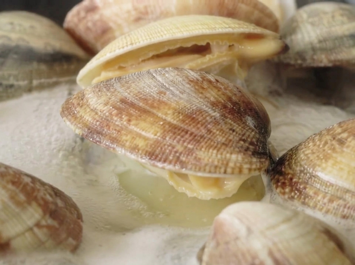 Des palourdes fraîches bouillant dans une casserole deau frémissante, plusieurs coquilles étant visiblement ouvertes.
